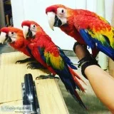 Macaw Parrots (Rescue)
