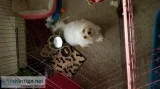 M a l t e s e pup for 400