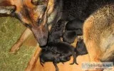 German Shepherd Puppies