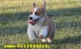 3 Gorgeouspembrokeshi re Corgi Boys