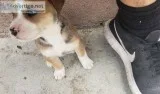 Puppies pitskies