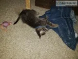 Kittens to a good home