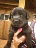 AKC Black Lab Pups
