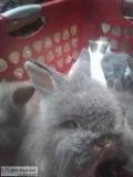 Angora Bunnys Lionheads and more