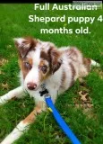 Australian Shepard Puppy Male 4 mos