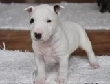 cute English Bull Terrier Pups