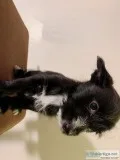 5 cute puppies