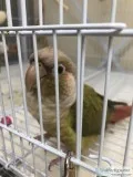Cinnamon and Pineapple Breeders Pair