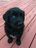 Siberian HuskyGolden Retriever puppy for sale &ldquoAurora&rdquo