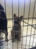 Shibainu puppies