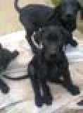black great dane puppies ready now