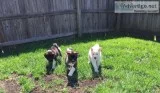 Lovely puppies for sale