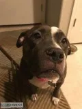 Rehoming sweet pit