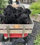 AKC Standard Poodle Puppies
