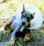 Doberman puppie AKC registered pedigree