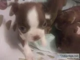 Boston Terrier puppies