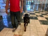 Tyson AKC German Rottweiler for Family Protection