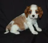Sweet Cavalier King Charles puppies