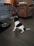 Mix Labradoodle puppies for sale