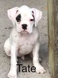 White boxers
