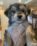 Adorable Morkie Puppies