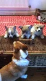 Purebred litter Pembroke corgis