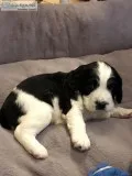 English Springe Spaniel puppies