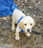 Labrador Retriever puppy