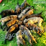 Mastiff puppies AKC