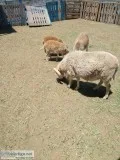 Katahdin hair sheep