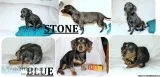 Silver Puppies
