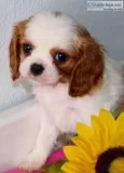 Button Female AKC King Charles Cavalier