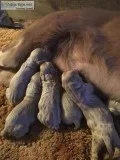 long hair weimaraner pups 8 wks old