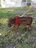 Mini pig