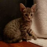 (TICA) Savannah Kittens