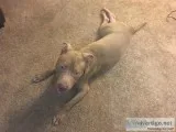 Pit bull 10 month