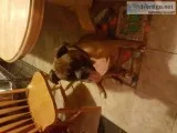 Boxer puppies