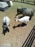 Nigerian Angora pigmy goats