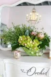 Spring Green Orchids