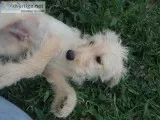F1 Labradoodles Service and Therapy Dog Lines