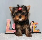 Micro Tiny Teacup Yorkie Puppy Girl (Chloe)