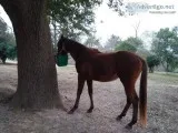 thorough bred stallion
