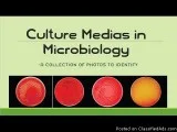 Culture Media in Microbiology