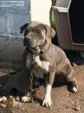 Blue pitbull