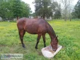 Thoroughbred mare