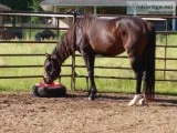 appendix stallion
