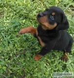 Rottweiler puppies for sale