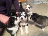 5 Husky puppies for sale