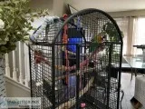 Macaw- Harlequin