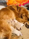 AKC Golden Retriever Puppies